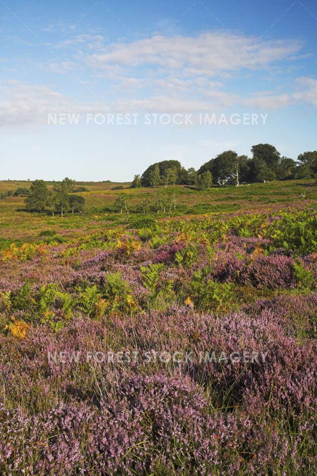 Backley Bottom 02