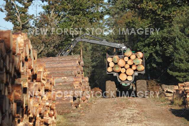 Timber Production 11