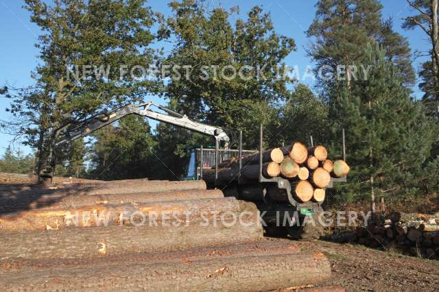 Timber Production 12