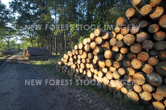 Timber Production 13