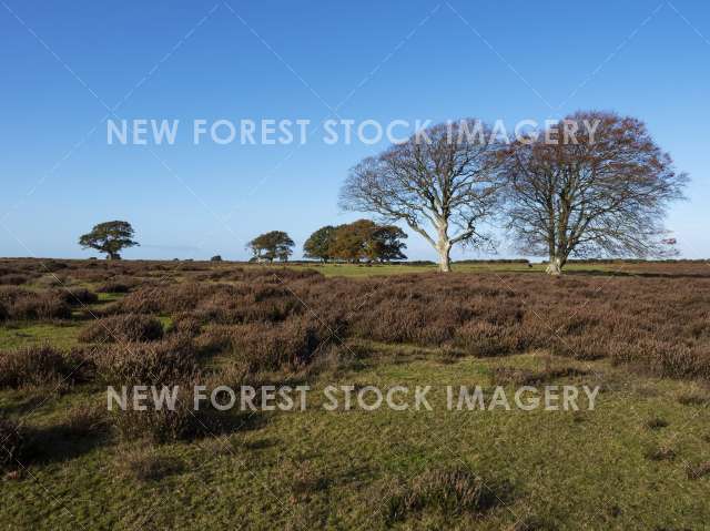 Backley Holmes 01