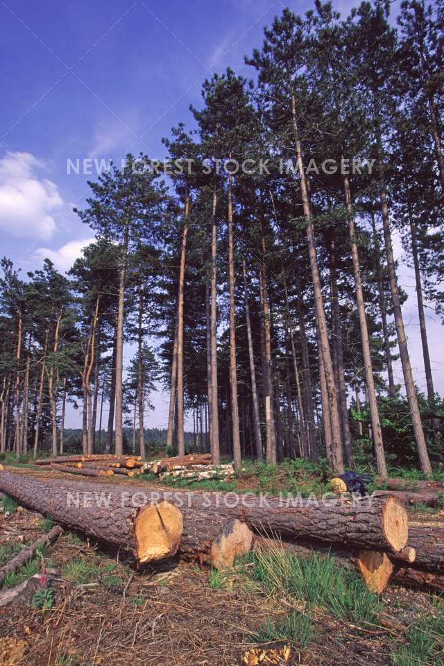 Timber Production 15