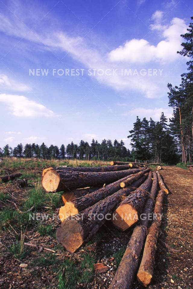 Timber Production 16