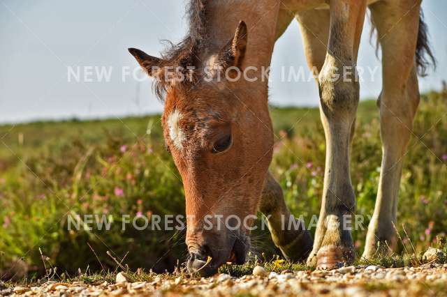 Nibble Time 01