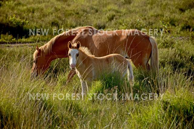 Mare and Foal 04