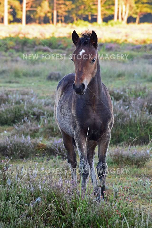 Dark Foal 02