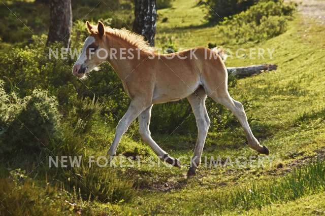 Running Foal 01