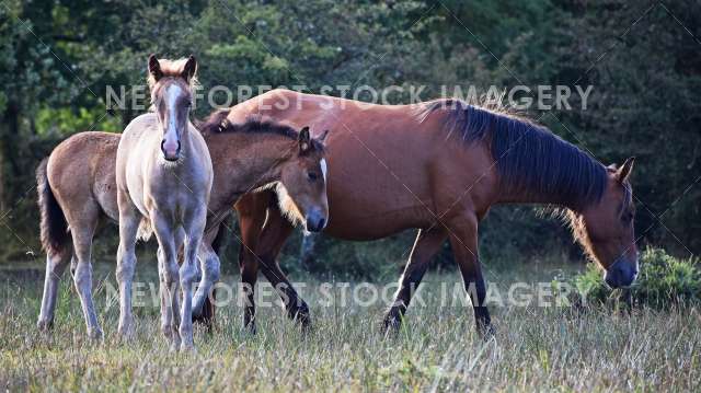 Pony Creche 01
