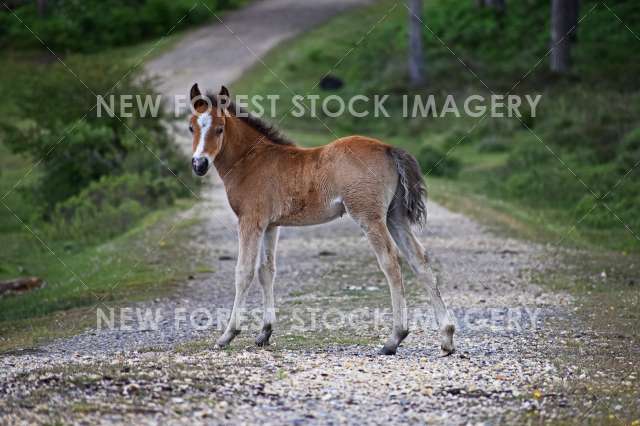Pony Foal 04