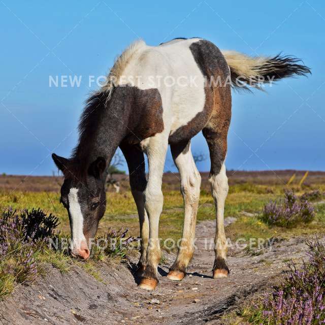 Coloured Foal 01