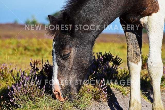 Coloured Foal 02