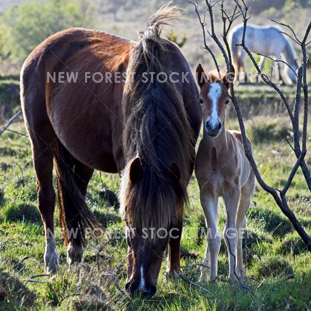 Cute Foal 04