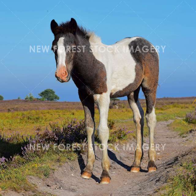 Coloured Foal 03