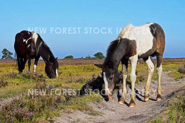 Piebald Mare and Foal 01