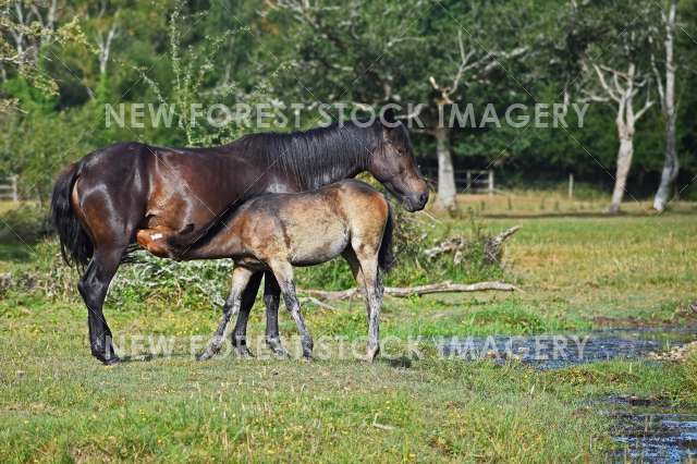 Foal Suckling 01