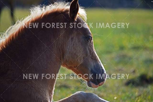 Resting Foal 05