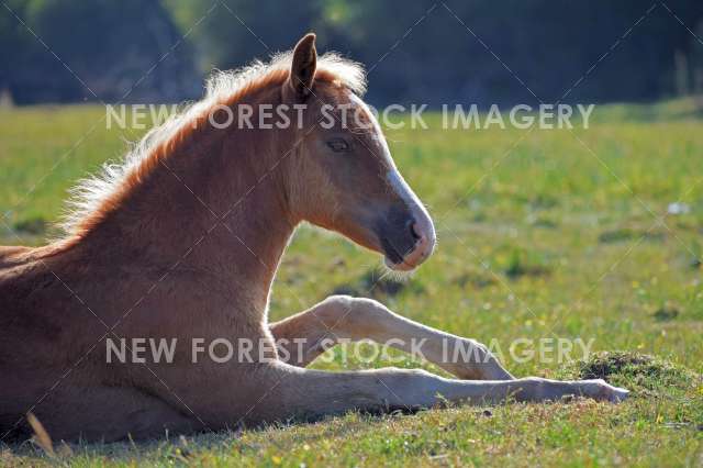 Foal Resting 01