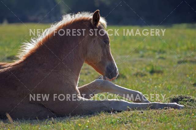 Foal resting 02