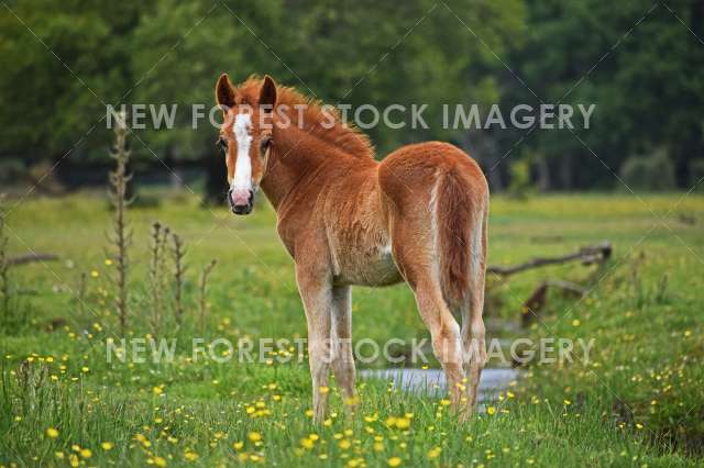 Cute Foal 09