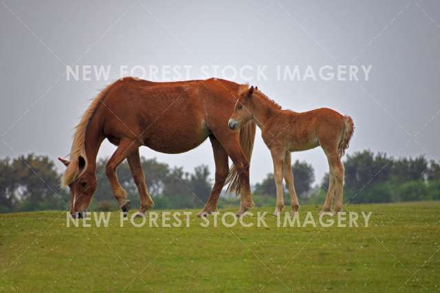 Mare and Foal 05