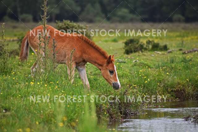 Foal by Stream 02