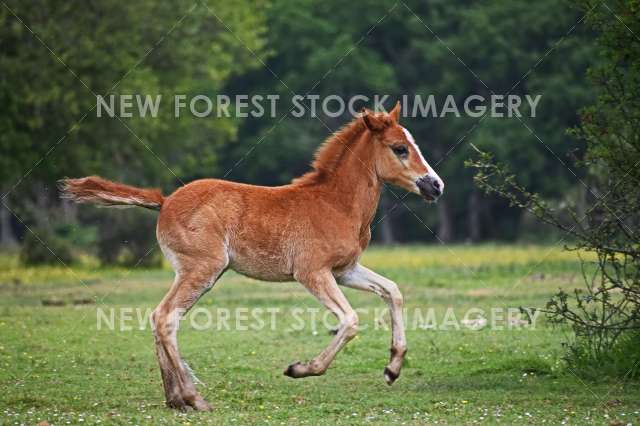 Running Foal 01