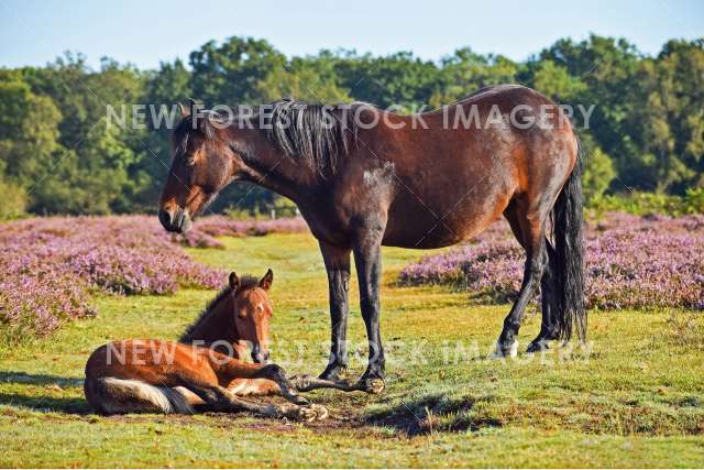 Mare and Foal 06