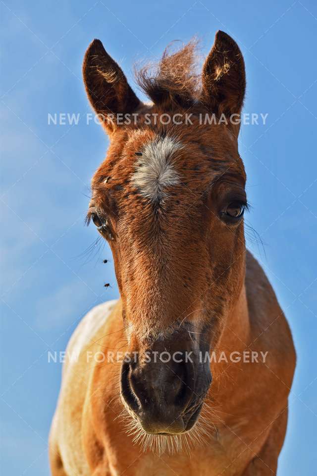 Cute Foal 06