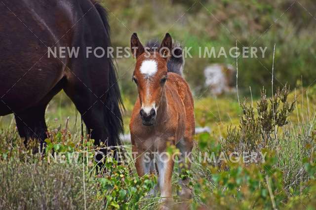 Cute Foal 05