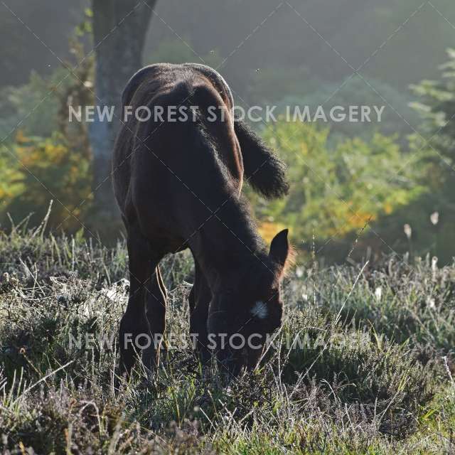 Pony Foal 08