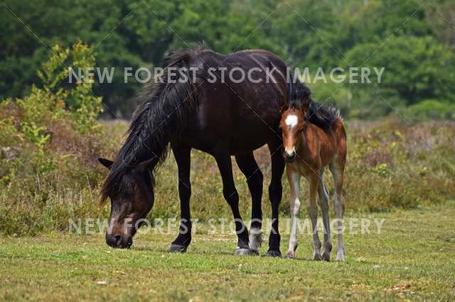 Mare and Foal 07