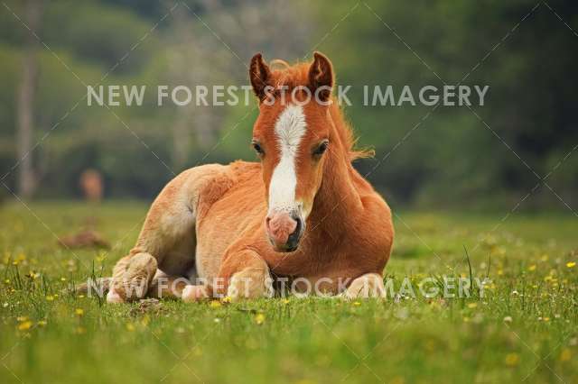 Foal Resting 04
