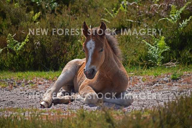 Foal Resting 03