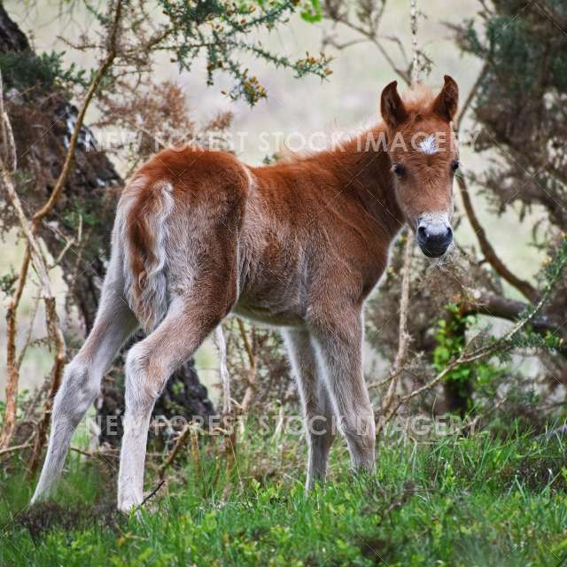Pony Foal 07