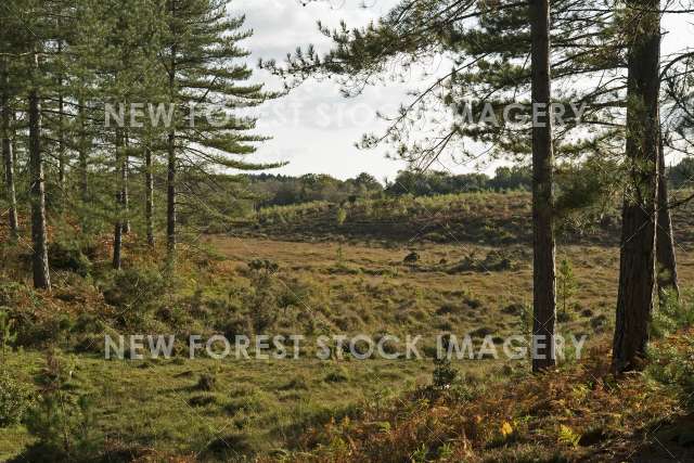 Beaulieu Heath 01