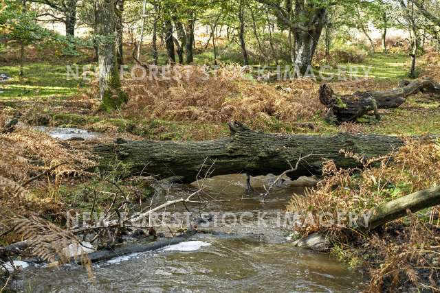 Natural Bridge 01