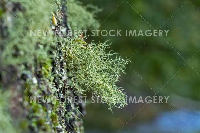 Lichen 01