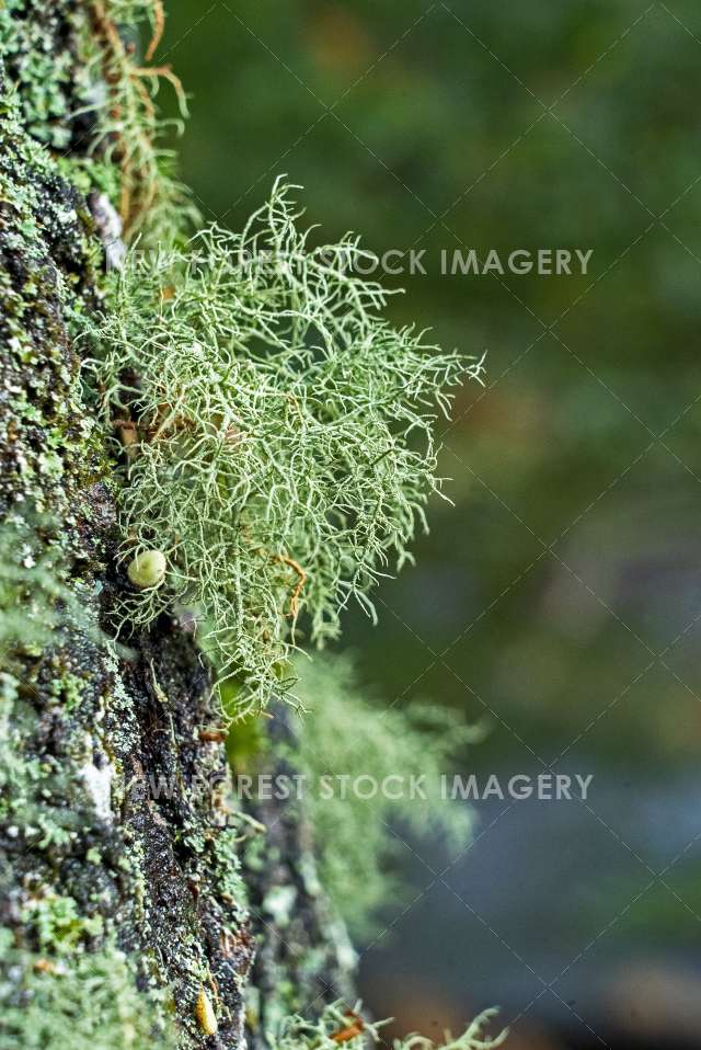 Lichen 02