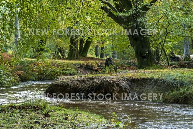 Autumnal Stream 01