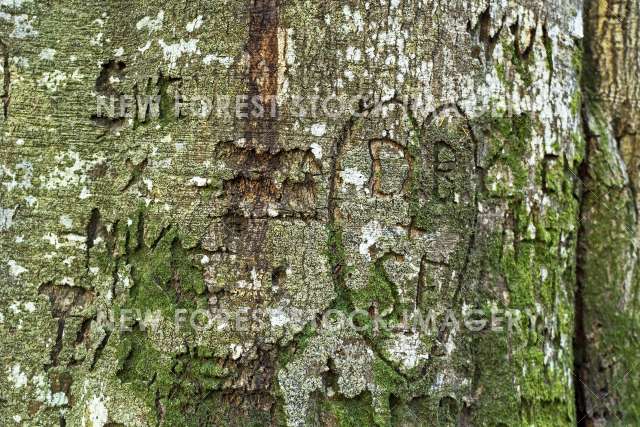 Tree Graffiti 06