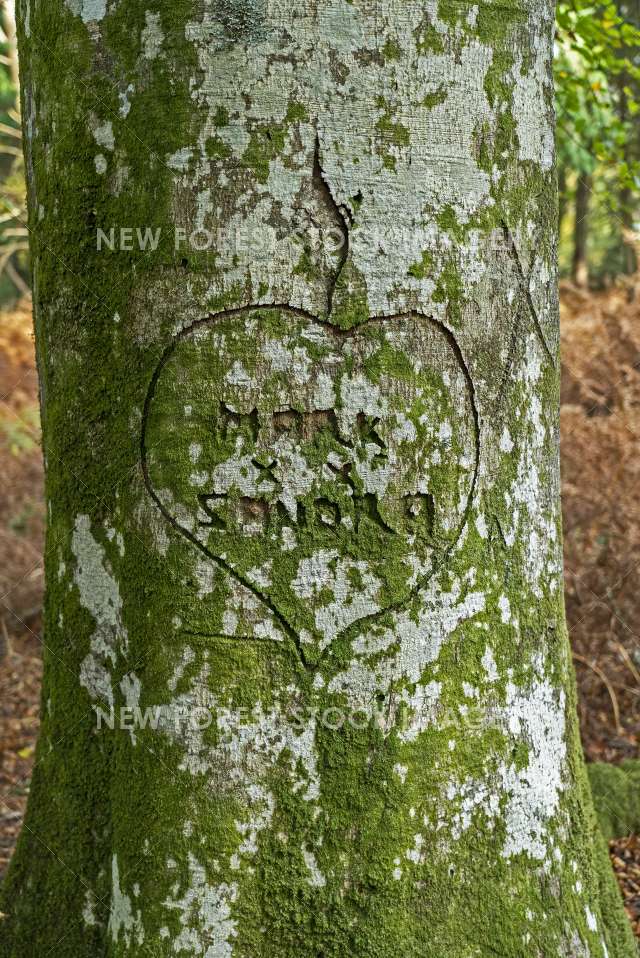 Tree Graffiti 05
