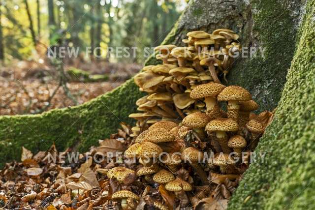 Shaggy Pholiota 01