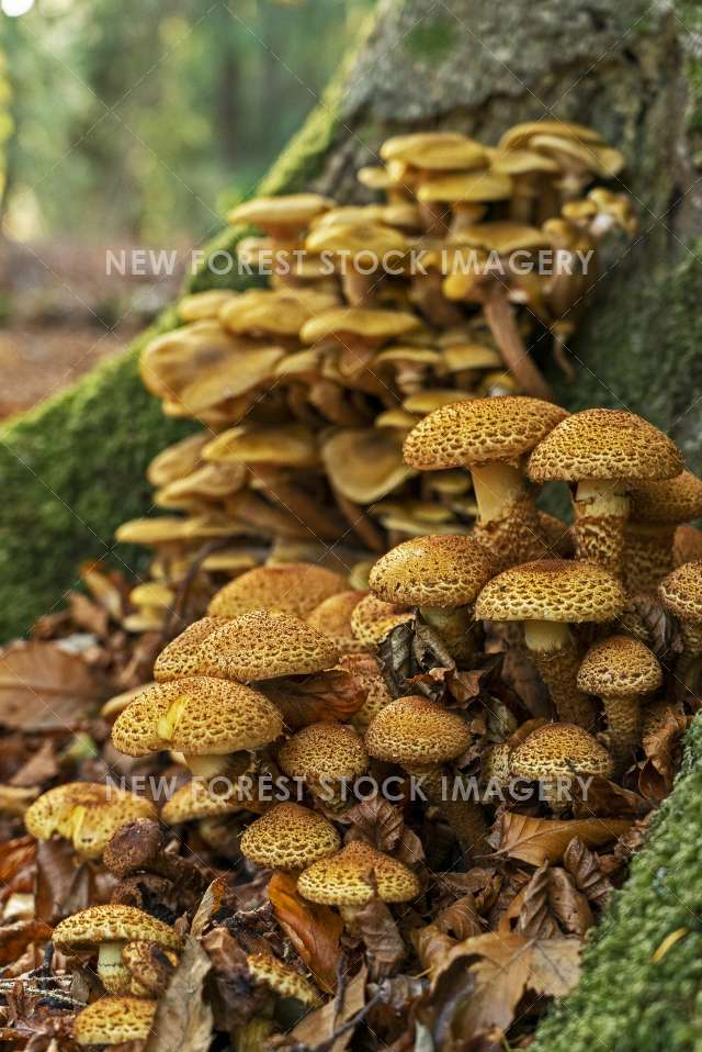 Shaggy Pholiota 02