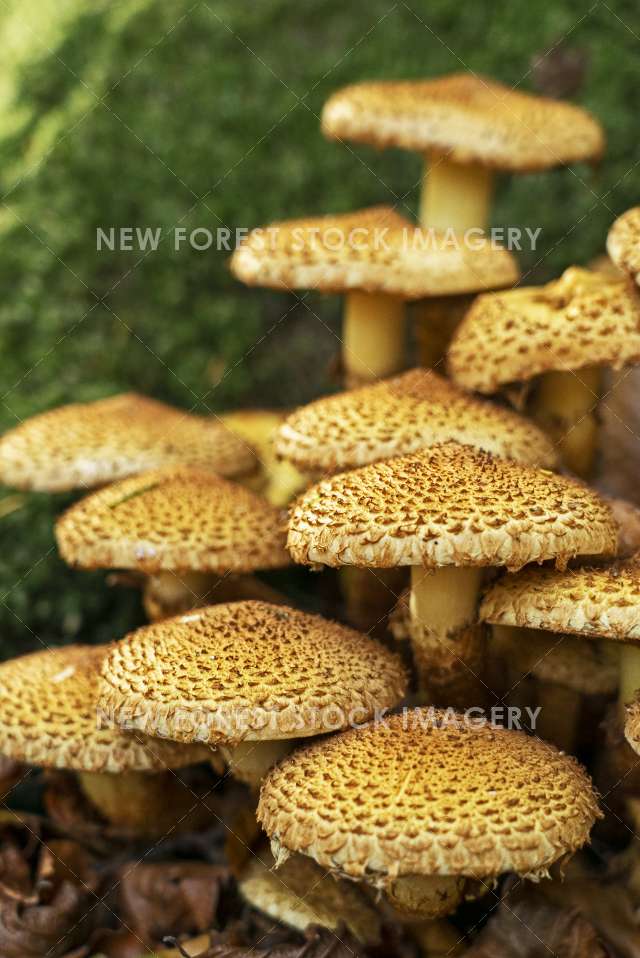 Shaggy Pholiota 03