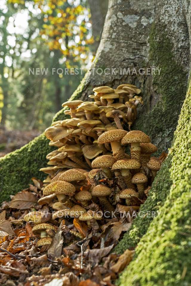 Shaggy Pholiota 04