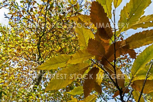 Sweet Chestnut 02