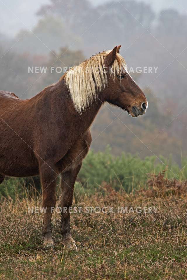 Heathland Pony 01