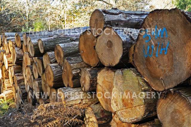 Timber Production 21