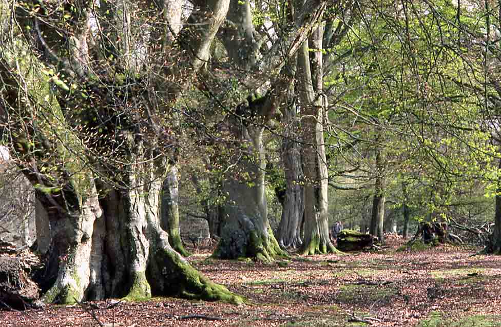 New Forest Pollarded Trees