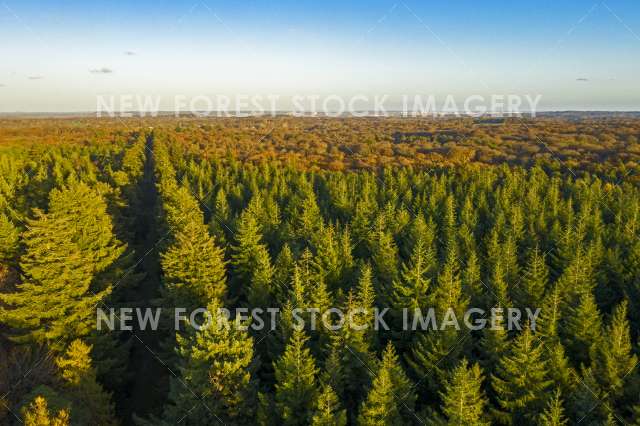 Over Conifer Canopy 01